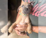 Small Photo #2 Mutt Puppy For Sale in Jackson, MS, USA