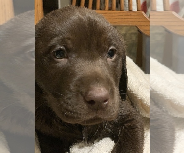 Medium Photo #1 Labrador Retriever Puppy For Sale in SPOTSYLVANIA, VA, USA