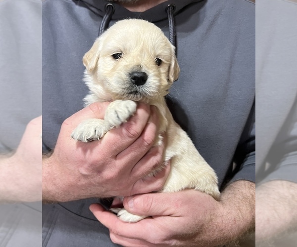 Medium Photo #3 Golden Retriever Puppy For Sale in ALPENA, MI, USA