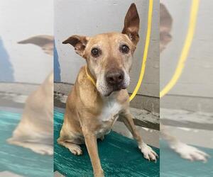 Unknown-Vizsla Mix Dogs for adoption in Camarillo, CA, USA