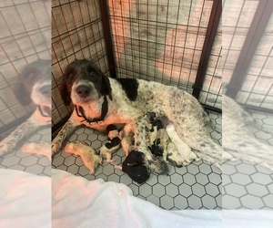 Mother of the Pyredoodle puppies born on 07/15/2022