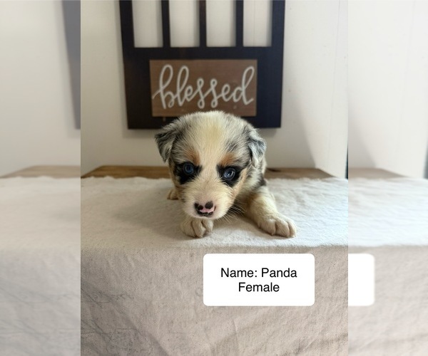 Medium Photo #15 Australian Shepherd Puppy For Sale in FORSYTH, GA, USA