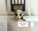 Puppy Panda Australian Shepherd