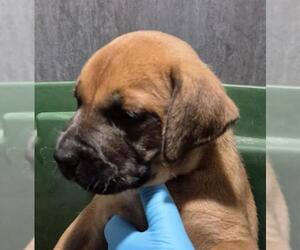 American Staffordshire Terrier-Unknown Mix Dogs for adoption in San Antonio, TX, USA