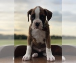 Small Photo #3 Boxer Puppy For Sale in WAUCHULA, FL, USA