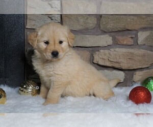 Golden Retriever Puppy for sale in FREDERICKSBG, OH, USA