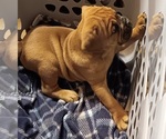 Puppy Puppy 7 Olde English Bulldogge