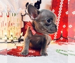 Puppy 2 French Bulldog