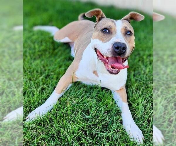 Medium Photo #1 American Staffordshire Terrier-Unknown Mix Puppy For Sale in Ogden, UT, USA