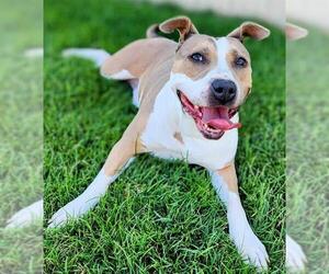 American Staffordshire Terrier-Unknown Mix Dogs for adoption in Ogden, UT, USA