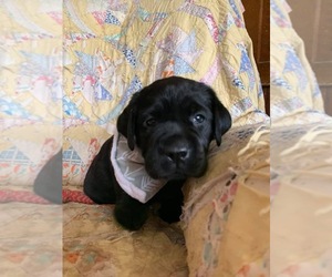 Labrador Retriever Puppy for sale in STARKSBORO, VT, USA