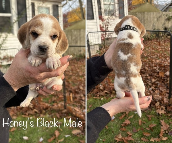 Medium Photo #1 Beagle Puppy For Sale in BROWNSVILLE, OR, USA