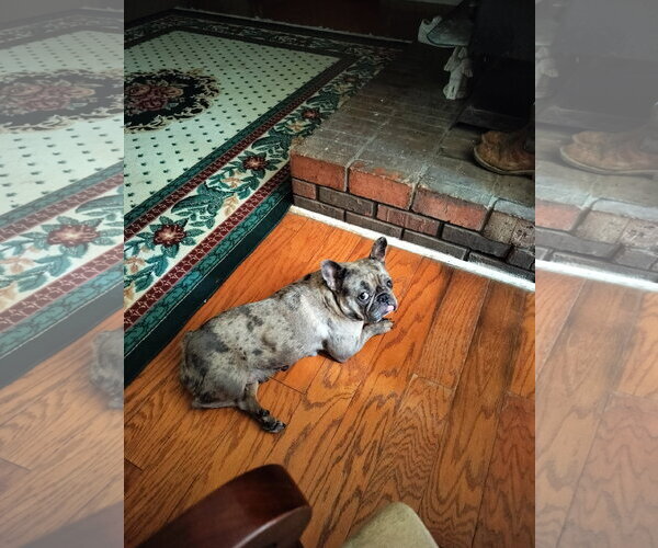 Medium Photo #3 French Bulldog Puppy For Sale in HOPKINSVILLE/PRINCETON, KY, NH, USA