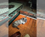 Small #2 French Bulldog