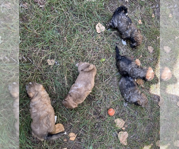 Medium Photo #4 Shih Tzu-Shih-Poo Mix Puppy For Sale in SOUTH HAVEN, MI, USA