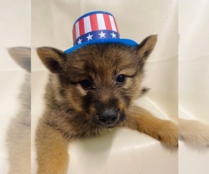 Finnish Spitz-Keeshond Mix Puppy for sale in MONCLOVA, OH, USA