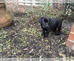 Small #35 Labrador Retriever