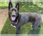 *CHAPPIE - Female Border Collie-Unknown Mix Dog for Adoption - Small photo