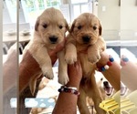 Small Photo #48 Golden Retriever Puppy For Sale in EXTON, PA, USA