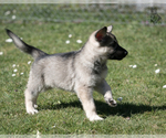 Small Photo #12 German Shepherd Dog Puppy For Sale in PALERMO, CA, USA