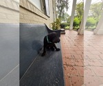 Small #2 Labrador Retriever