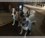 Small #13 Australian Kelpie-Basenji Mix