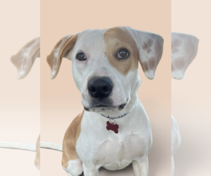 Labrador Retriever-Unknown Mix Dogs for adoption in Rockville, MD, USA