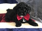 Small Photo #15 Poochon Puppy For Sale in HONEY BROOK, PA, USA