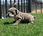 Small #15 English Bulldog