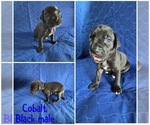Puppy Cobalt Cane Corso-Great Dane Mix