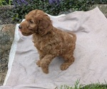 Small Photo #69 Irish Doodle Puppy For Sale in GOSHEN, IN, USA