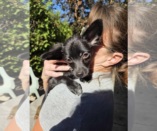 Medium Photo #3 Chion Puppy For Sale in Oro Medonte, Ontario, Canada