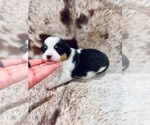 Puppy Twitty American Corgi