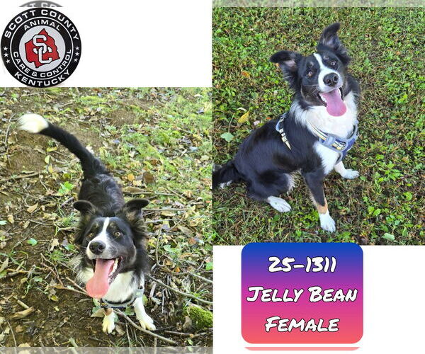 Medium Photo #1 Border Collie-Unknown Mix Puppy For Sale in Georgetown, KY, USA