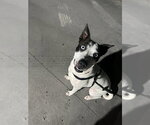 LIZZIE - Female American Pit Bull Terrier Dog for Adoption - Small photo