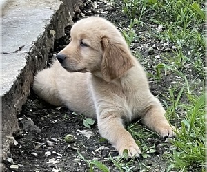 Golden Retriever Puppy for sale in BURLINGTON, WI, USA