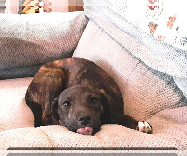 Medium Photo #3 Mutt Puppy For Sale in Hinton, WV, USA