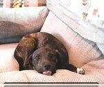 Small Photo #3 Mutt Puppy For Sale in Hinton, WV, USA