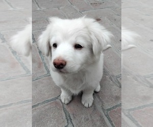 Pomeranian Puppy for sale in Faridkot, Punjab, India