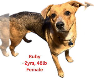 Ruby - Female Labrador Retriever-Unknown Mix Dog for Adoption - Photo #3
