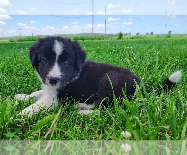 Medium Photo #3 Border Collie Puppy For Sale in NORBORNE, MO, USA