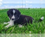 Small Photo #39 Border Collie Puppy For Sale in NORBORNE, MO, USA