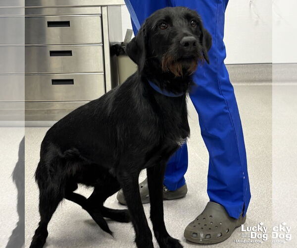 Medium Photo #2 Labrador Retriever-Unknown Mix Puppy For Sale in Washington, DC, USA