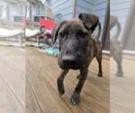 Small #6 Mutt