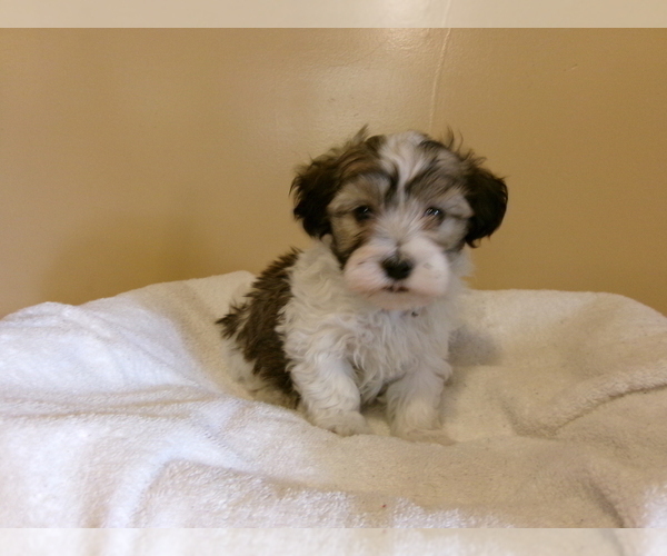 Medium Photo #1 Havanese Puppy For Sale in WEST CONCORD, MN, USA