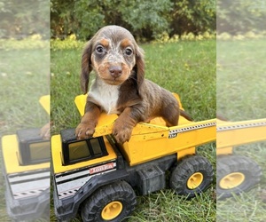 Dachshund Puppy for sale in MIDDLEBURY, IN, USA