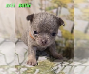 Chihuahua Puppy for Sale in HOMERVILLE, Georgia USA