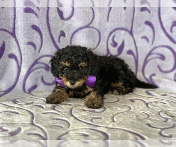 Medium Photo #2 Poodle (Toy) Puppy For Sale in LANCASTER, PA, USA