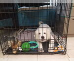 Small #12 Great Pyrenees Mix