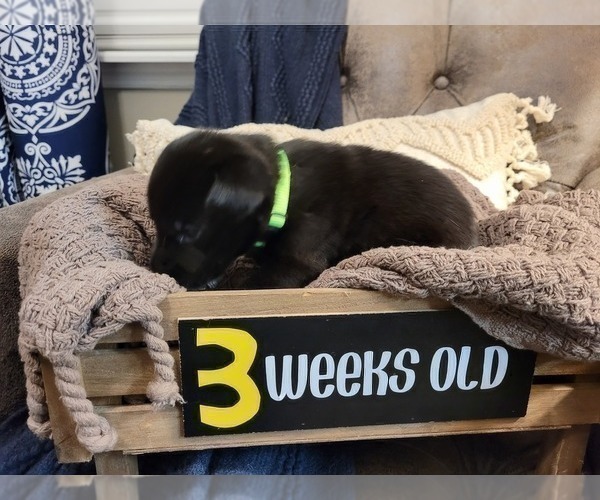 Medium Photo #13 Labrador Retriever Puppy For Sale in BONAIRE, GA, USA